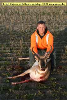 antelope